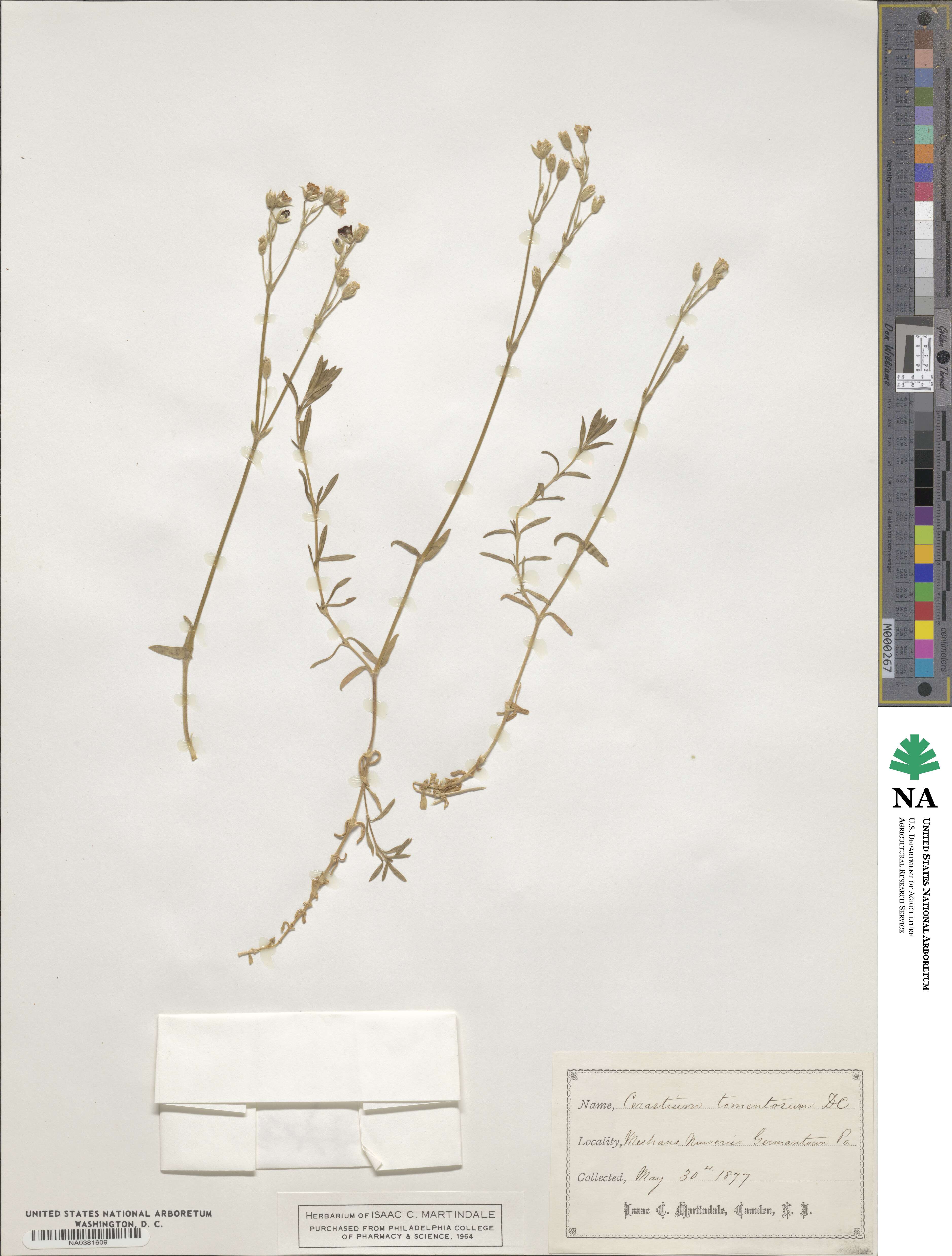 Cerastium tomentosum image