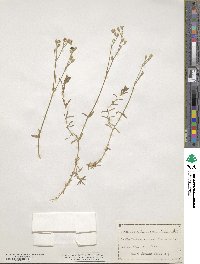 Cerastium tomentosum image