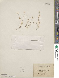 Moenchia erecta subsp. octandra image