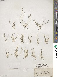 Sagina decumbens image