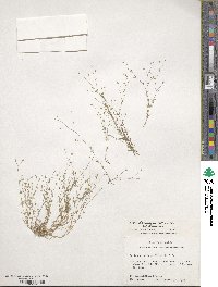 Sagina decumbens image