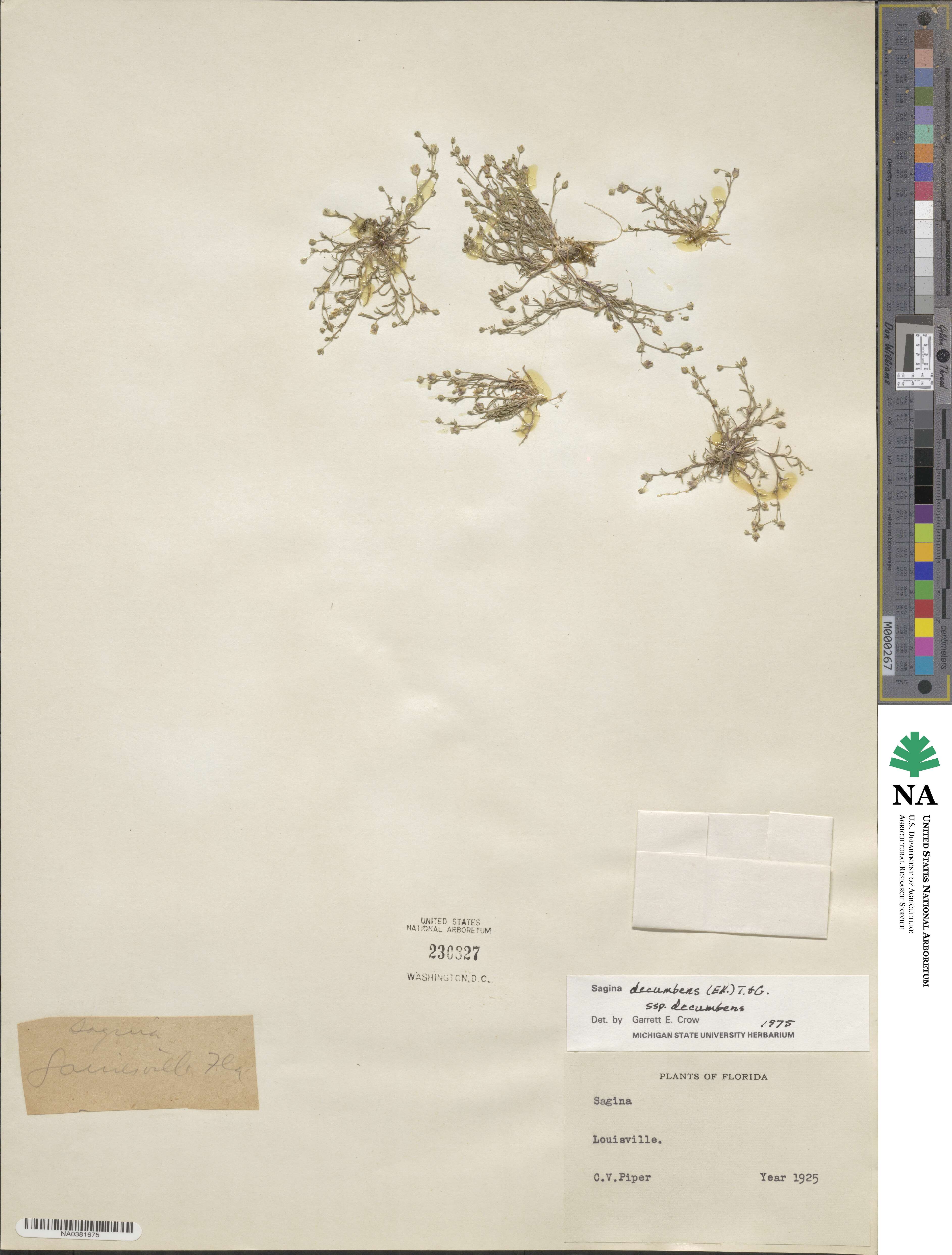 Sagina decumbens image