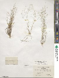 Sagina decumbens image