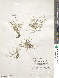 Sagina decumbens subsp. occidentalis image