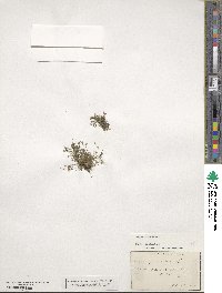 Sagina procumbens image