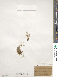 Sagina procumbens image