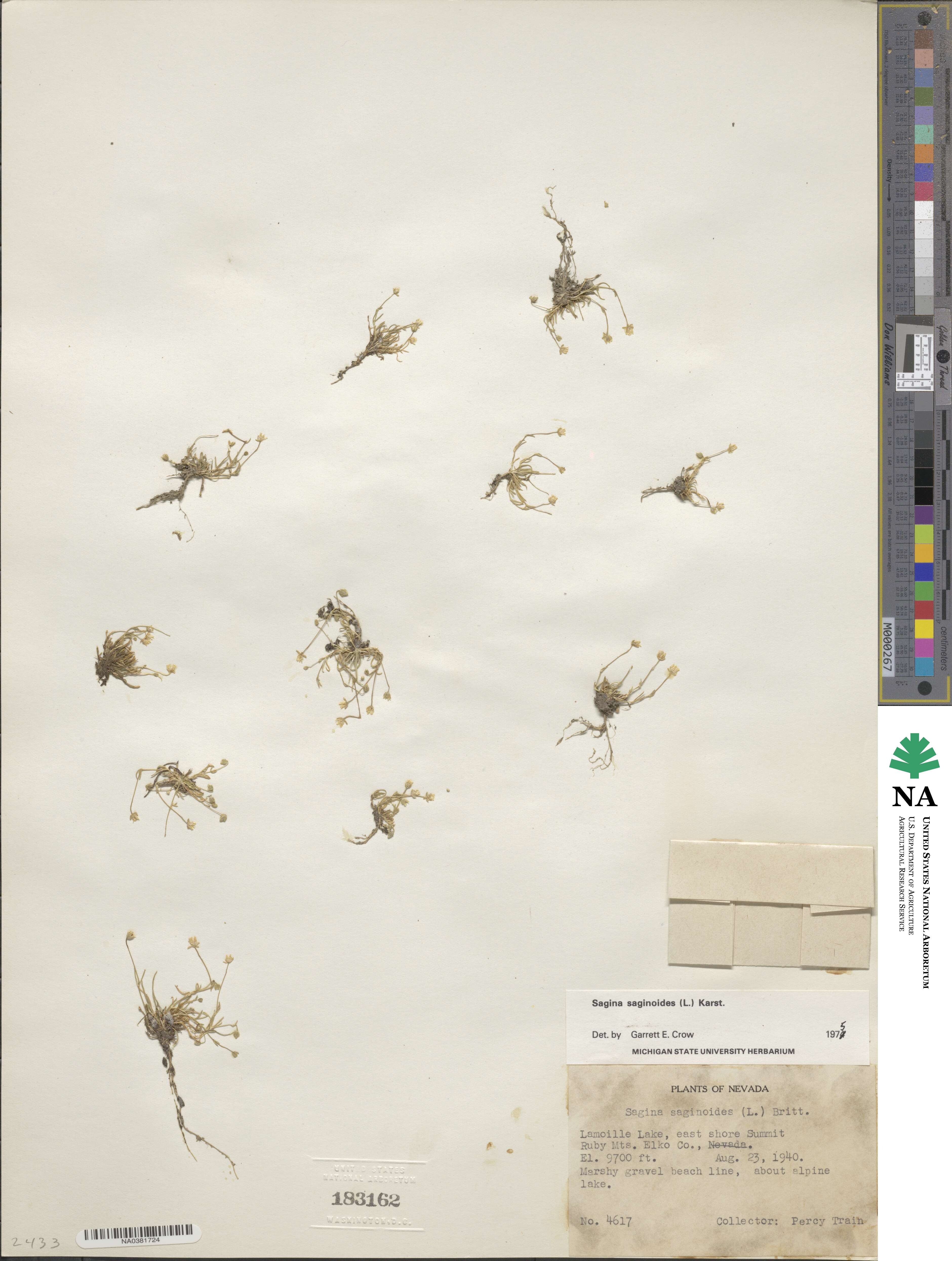 Sagina saginoides image