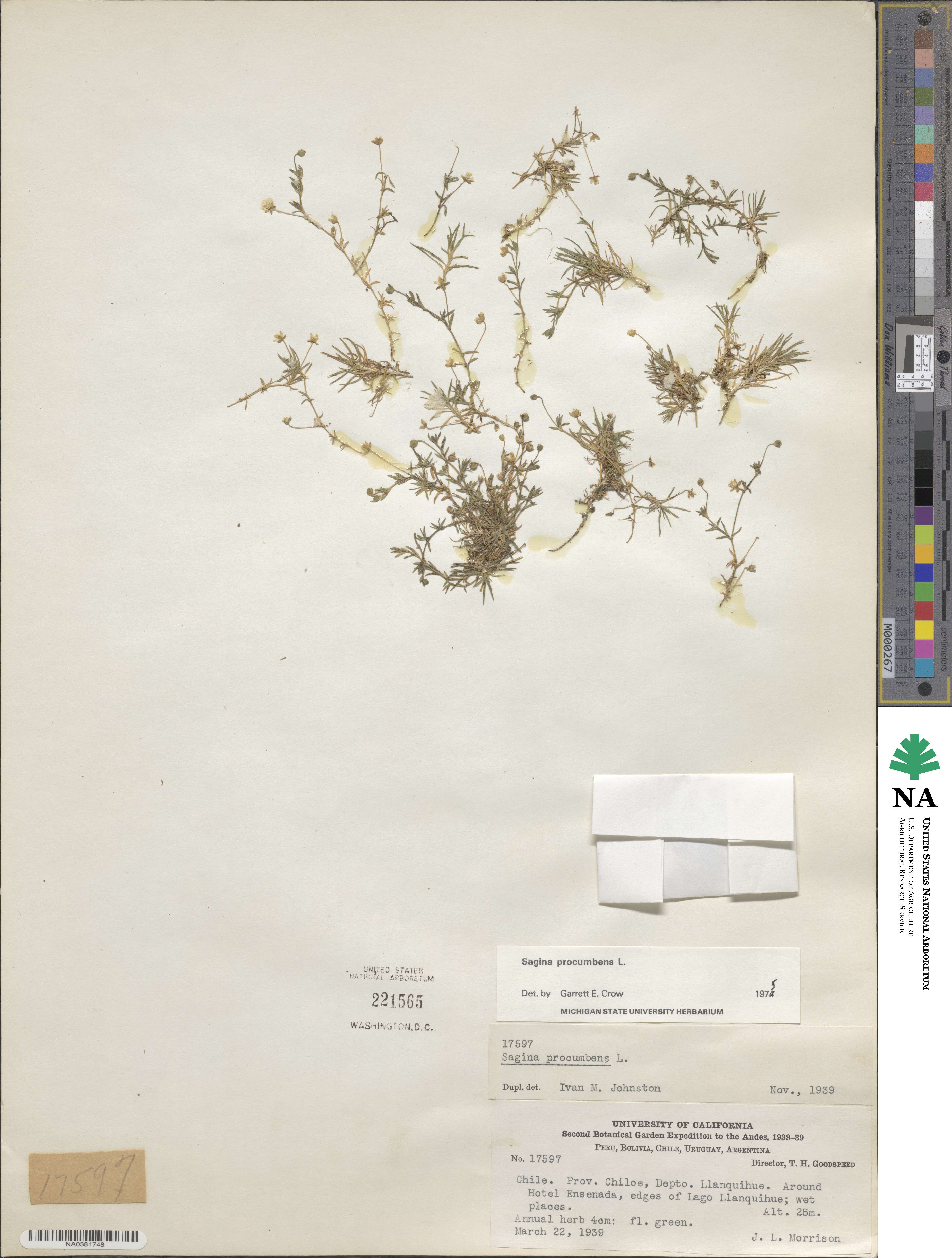 Sagina procumbens image