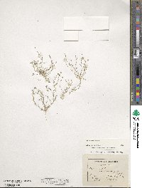 Sagina apetala image