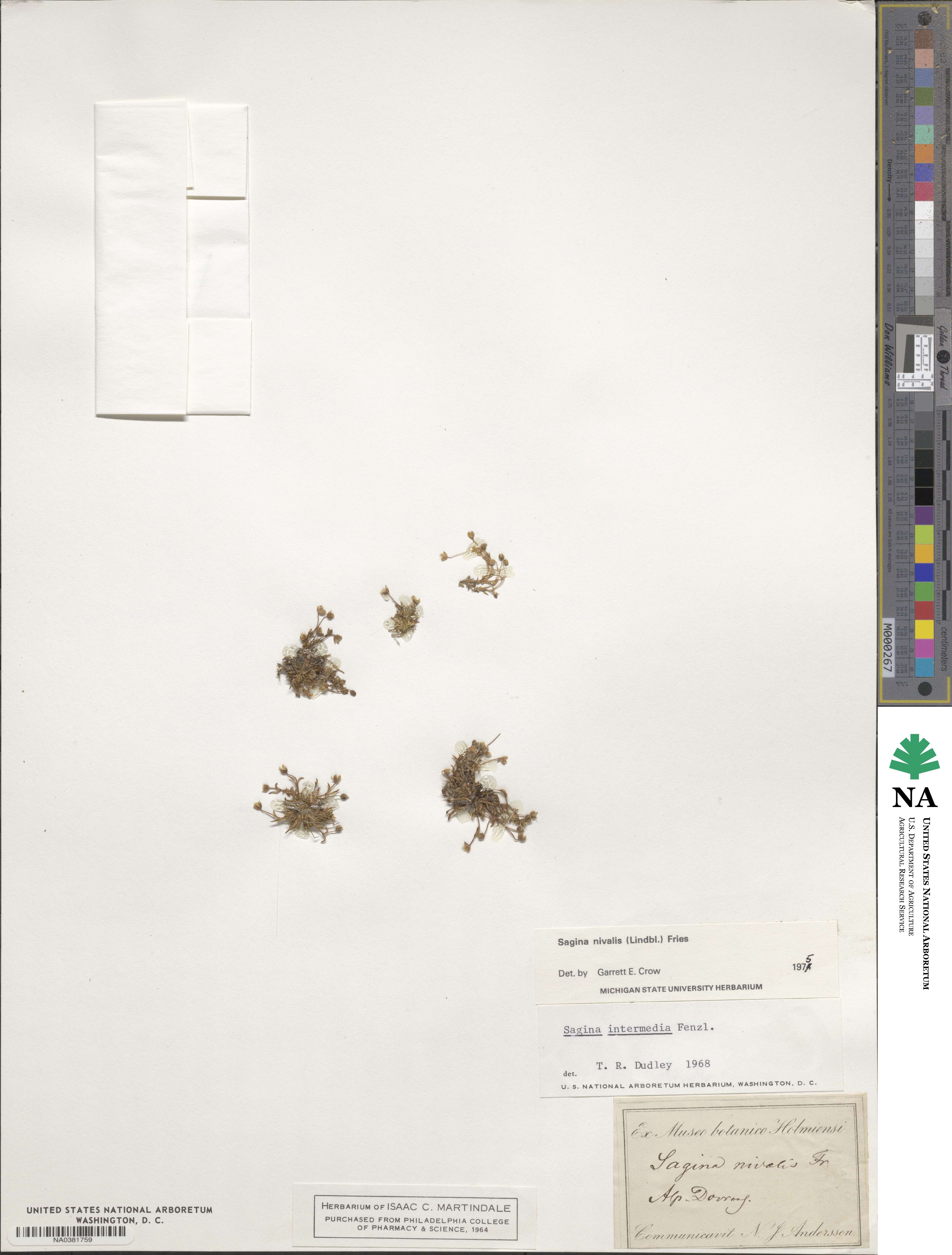 Sagina nivalis image