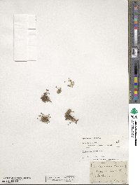 Image of Sagina nivalis