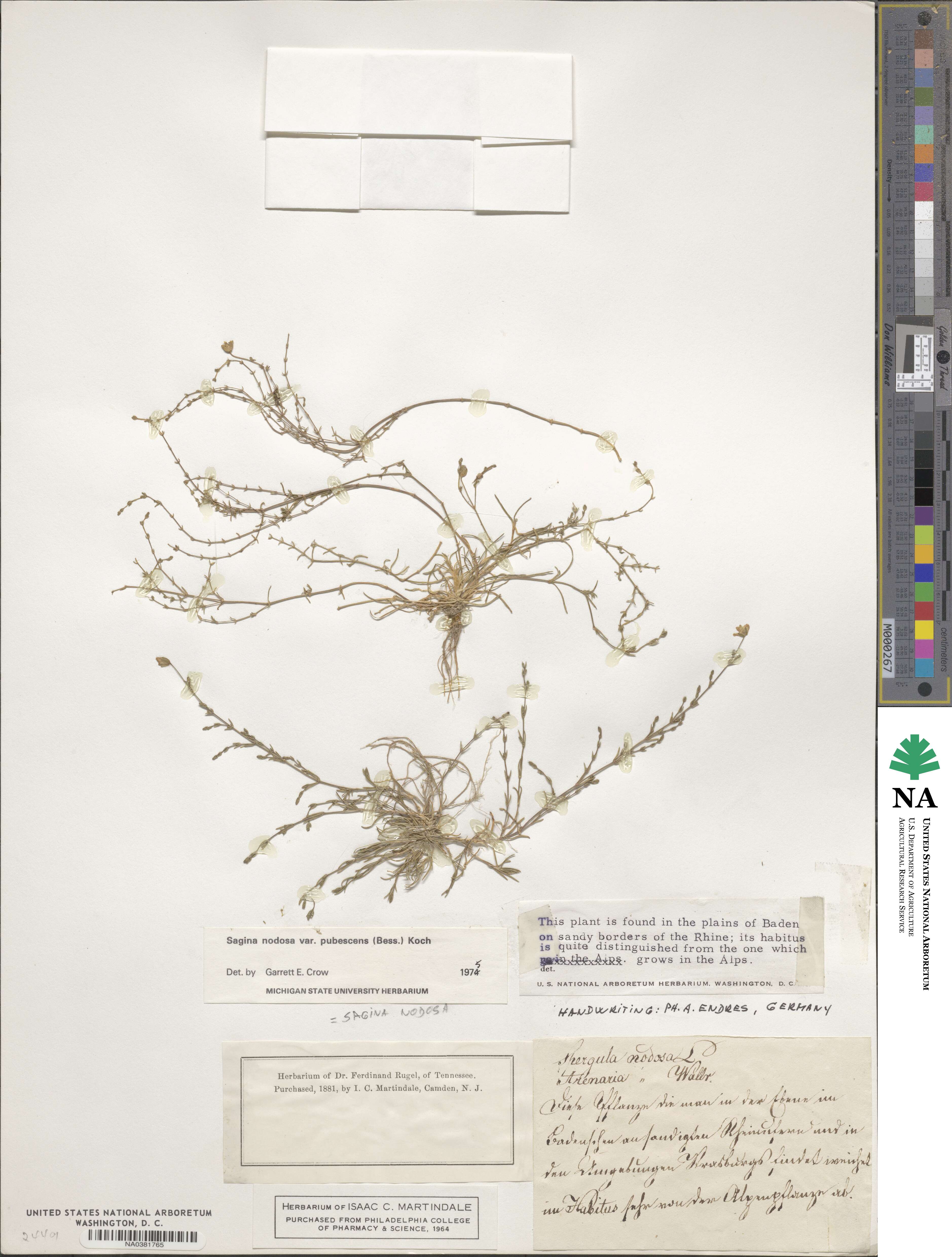 Sagina nodosa subsp. nodosa image