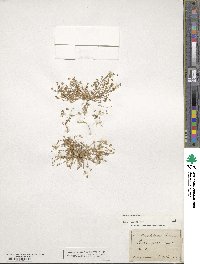 Sagina procumbens image
