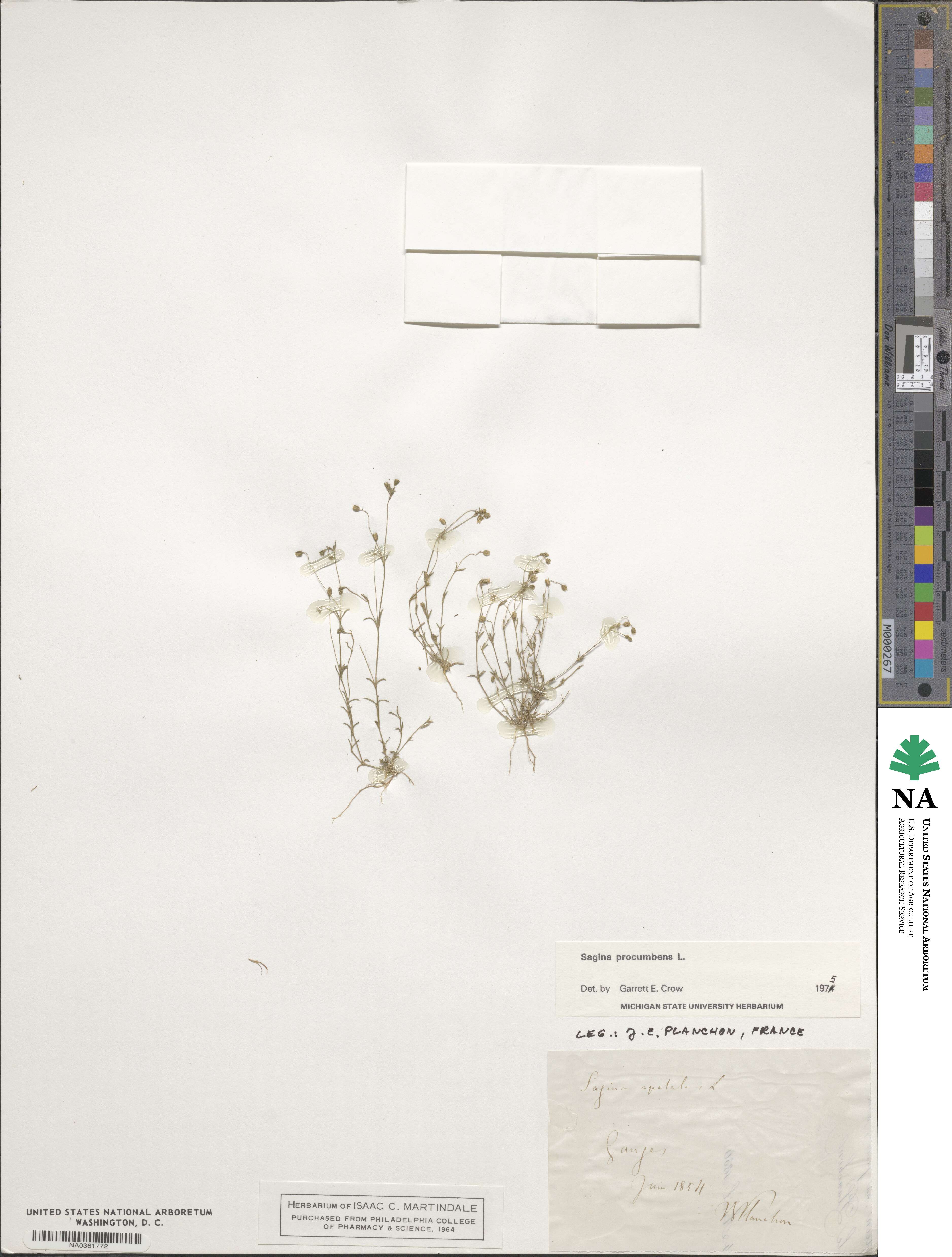 Sagina procumbens image