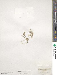 Sagina procumbens image