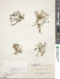 Sagina japonica image