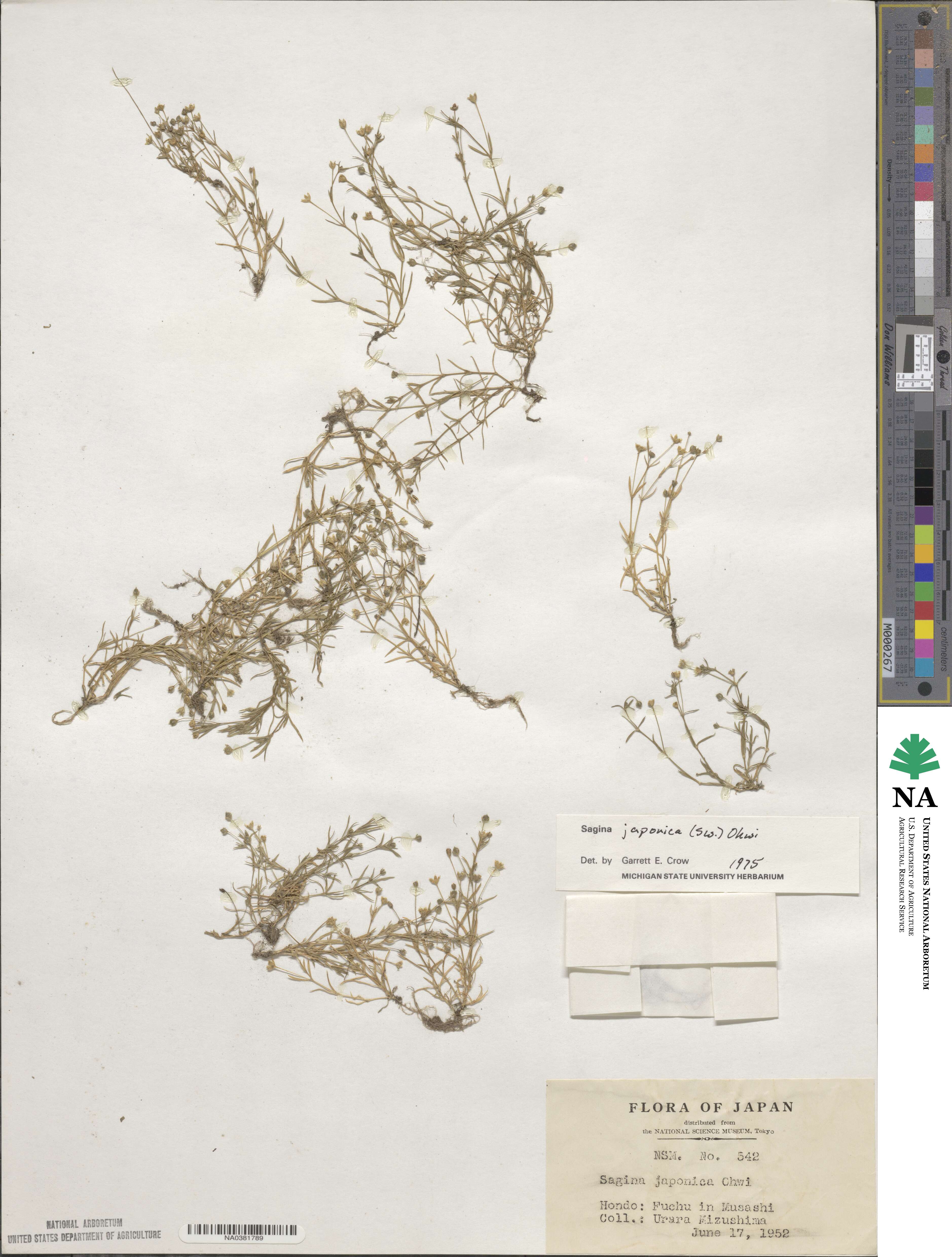 Sagina japonica image