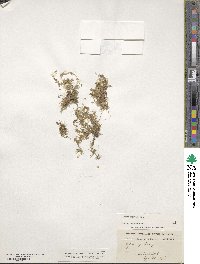 Sagina procumbens image