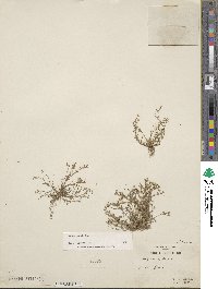 Sagina apetala image