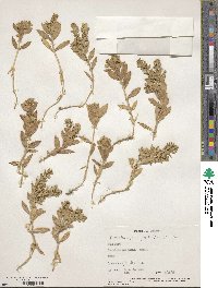 Honckenya peploides subsp. peploides image