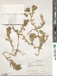 Honckenya peploides subsp. peploides image