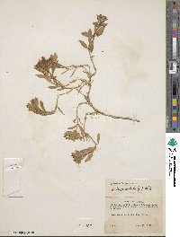 Honckenya peploides subsp. peploides image