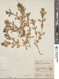 Honckenya peploides subsp. peploides image