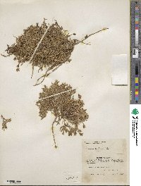 Cherleria arctica image