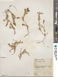 Cherleria arctica image