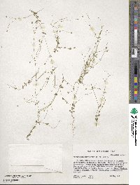 Arenaria benthamii image