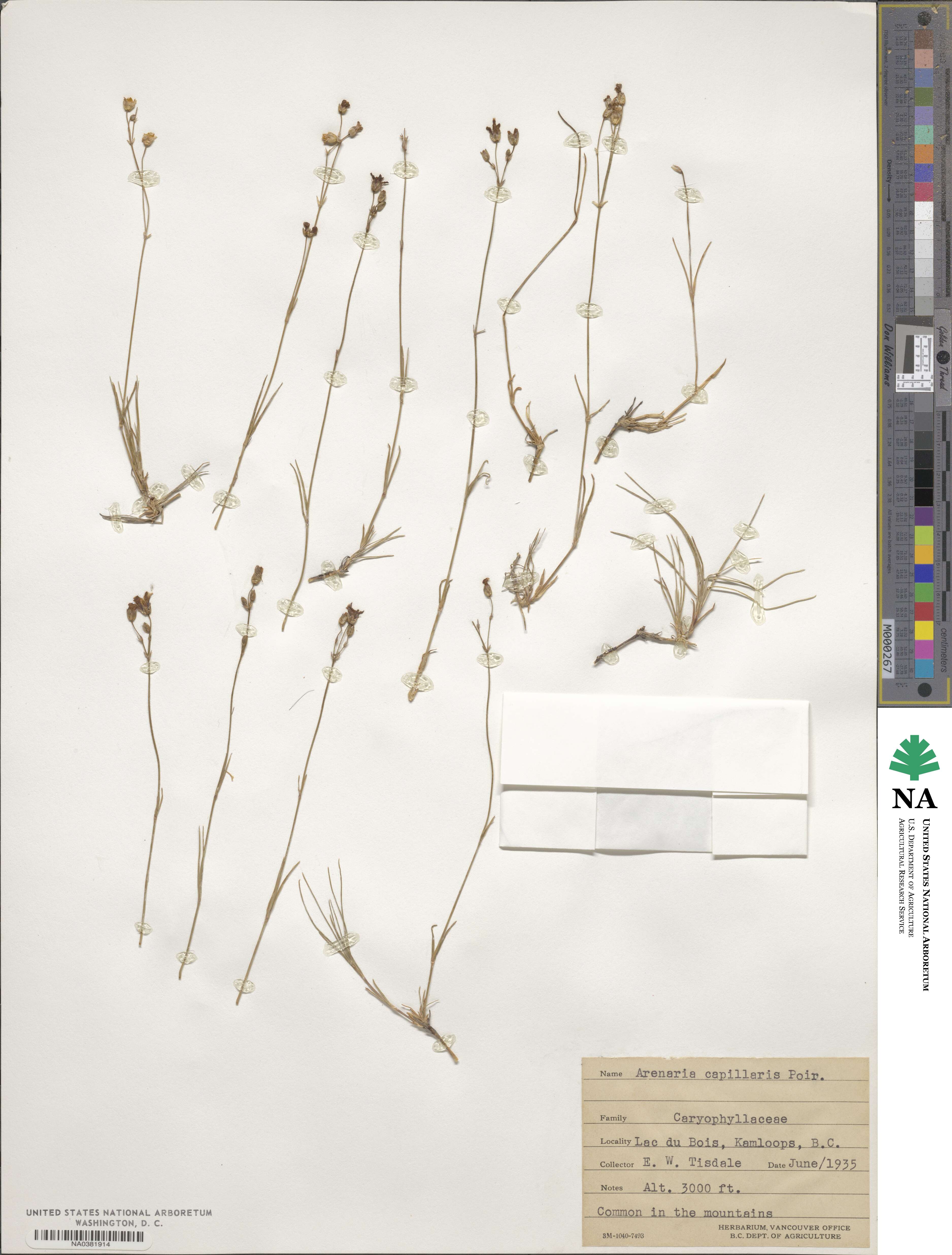 Eremogone capillaris image