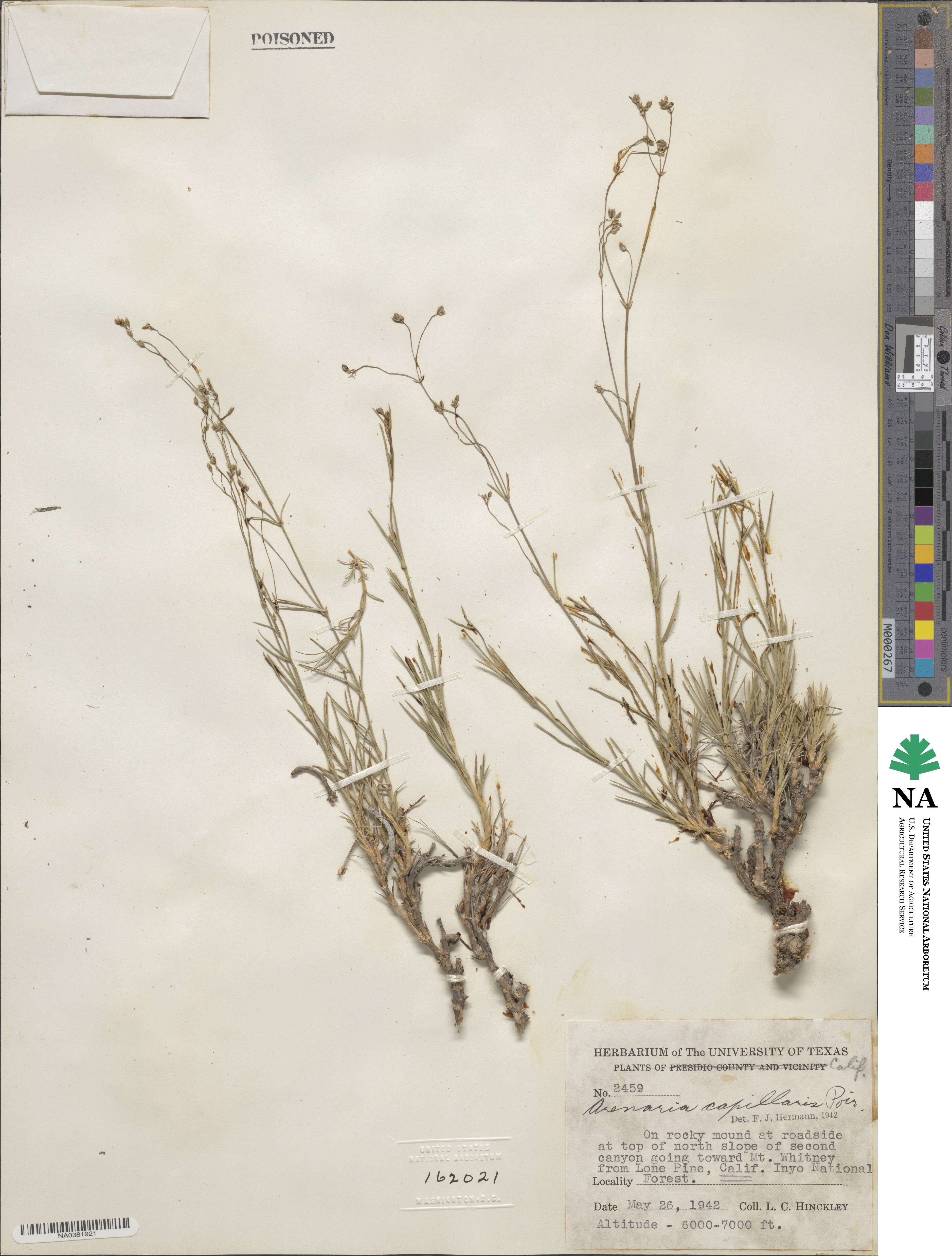 Eremogone capillaris image