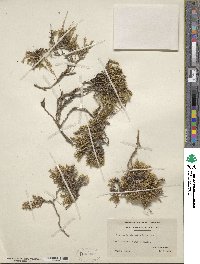 Geocarpon carolinianum image