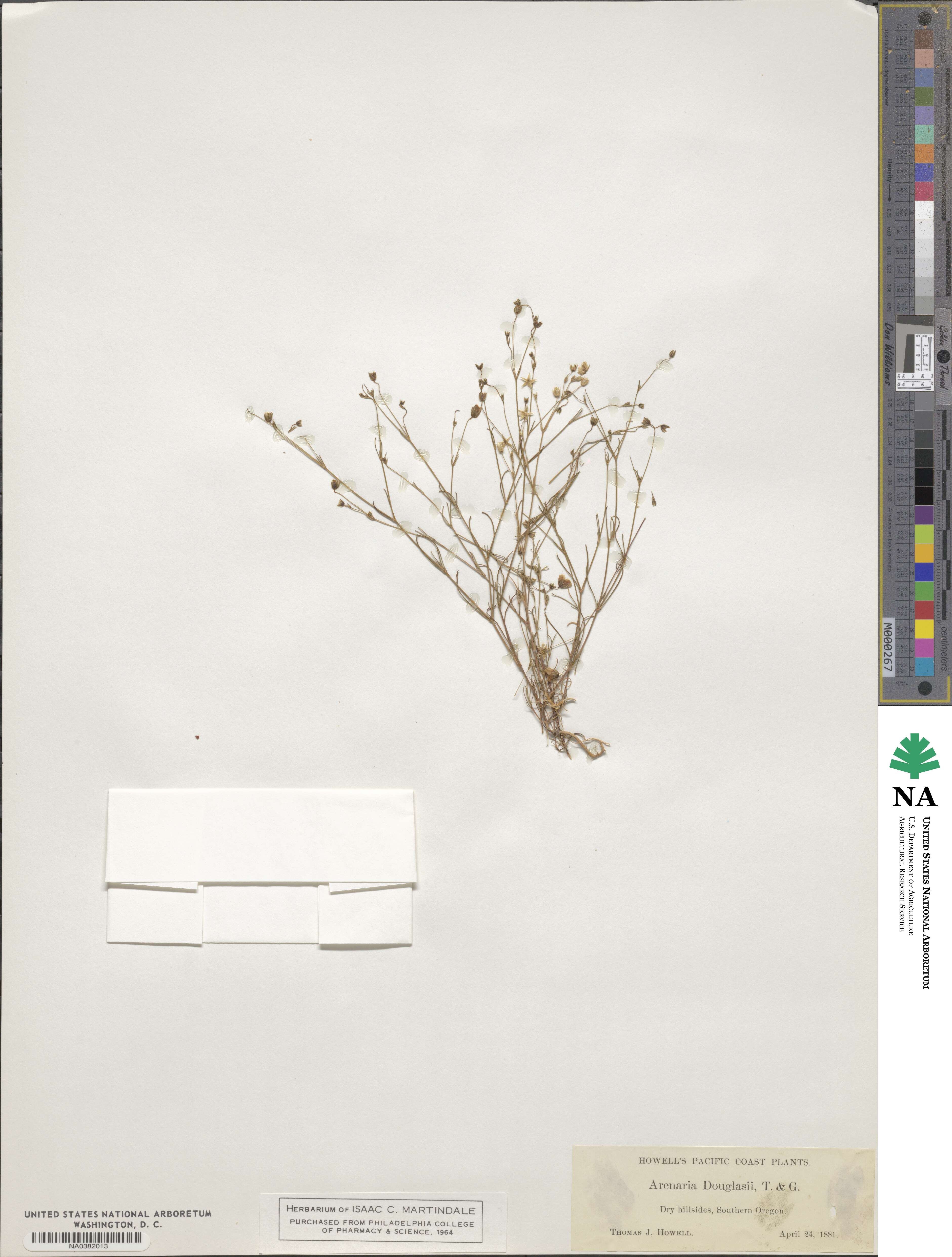 Sabulina douglasii image