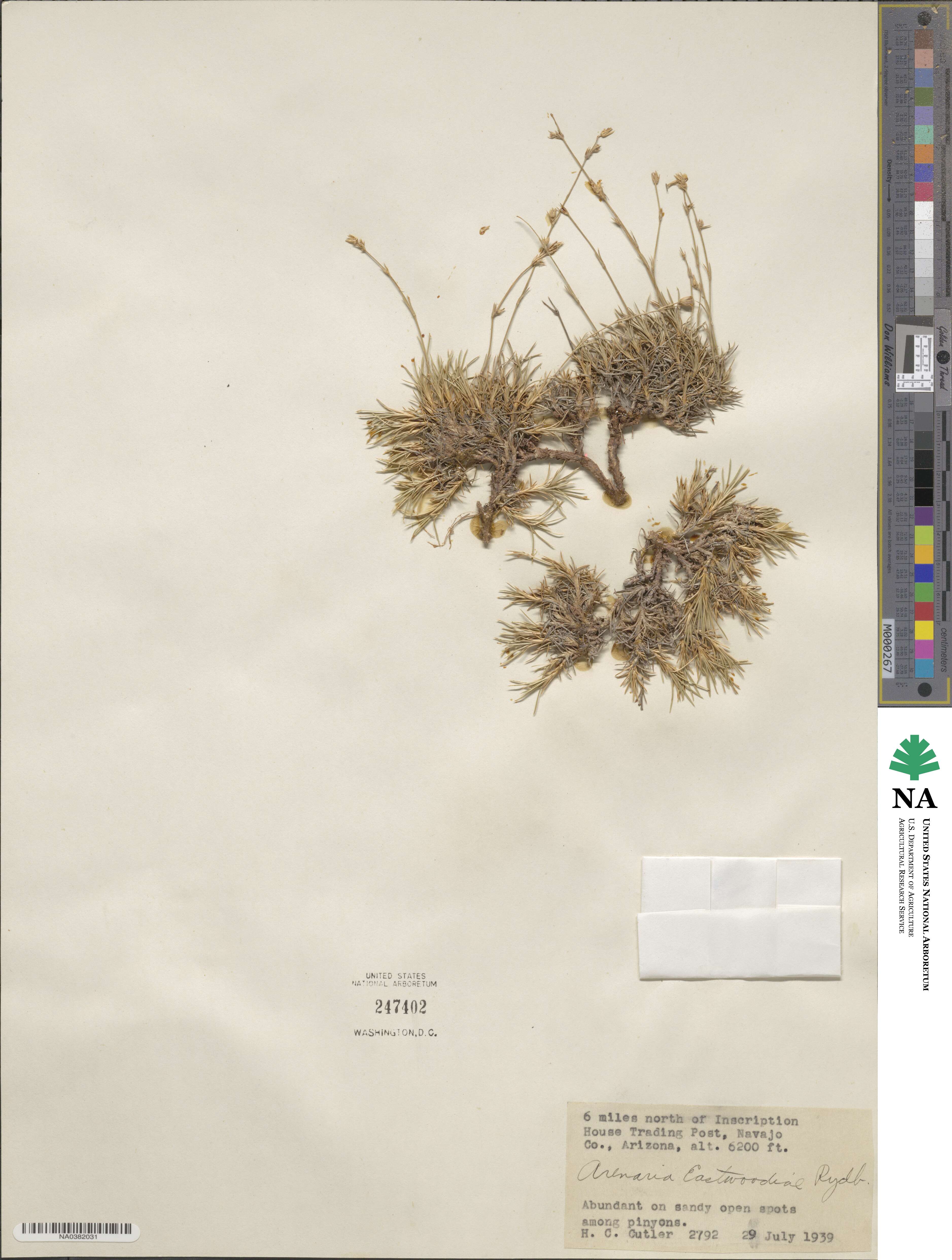 Eremogone eastwoodiae image