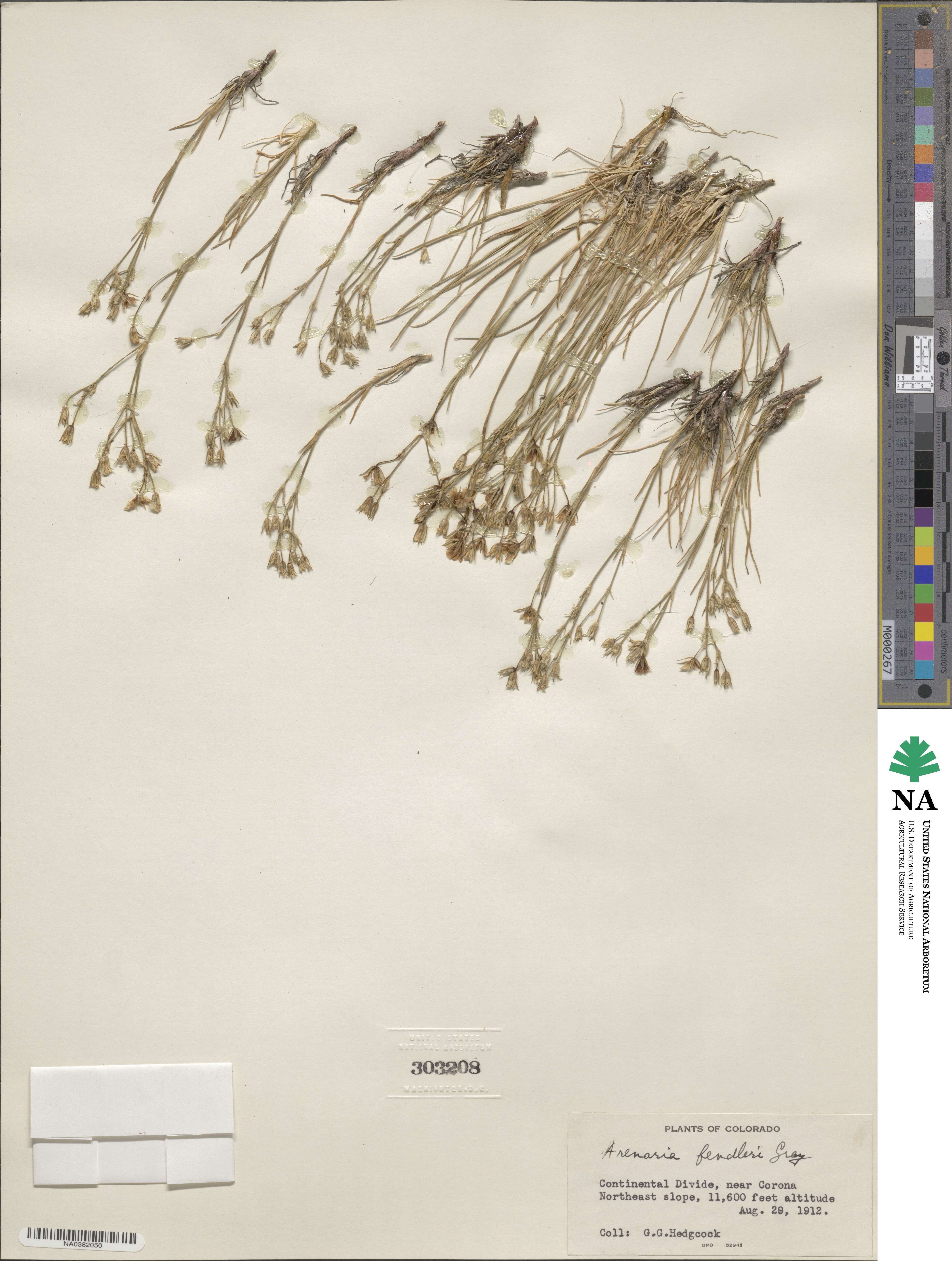 Eremogone fendleri image