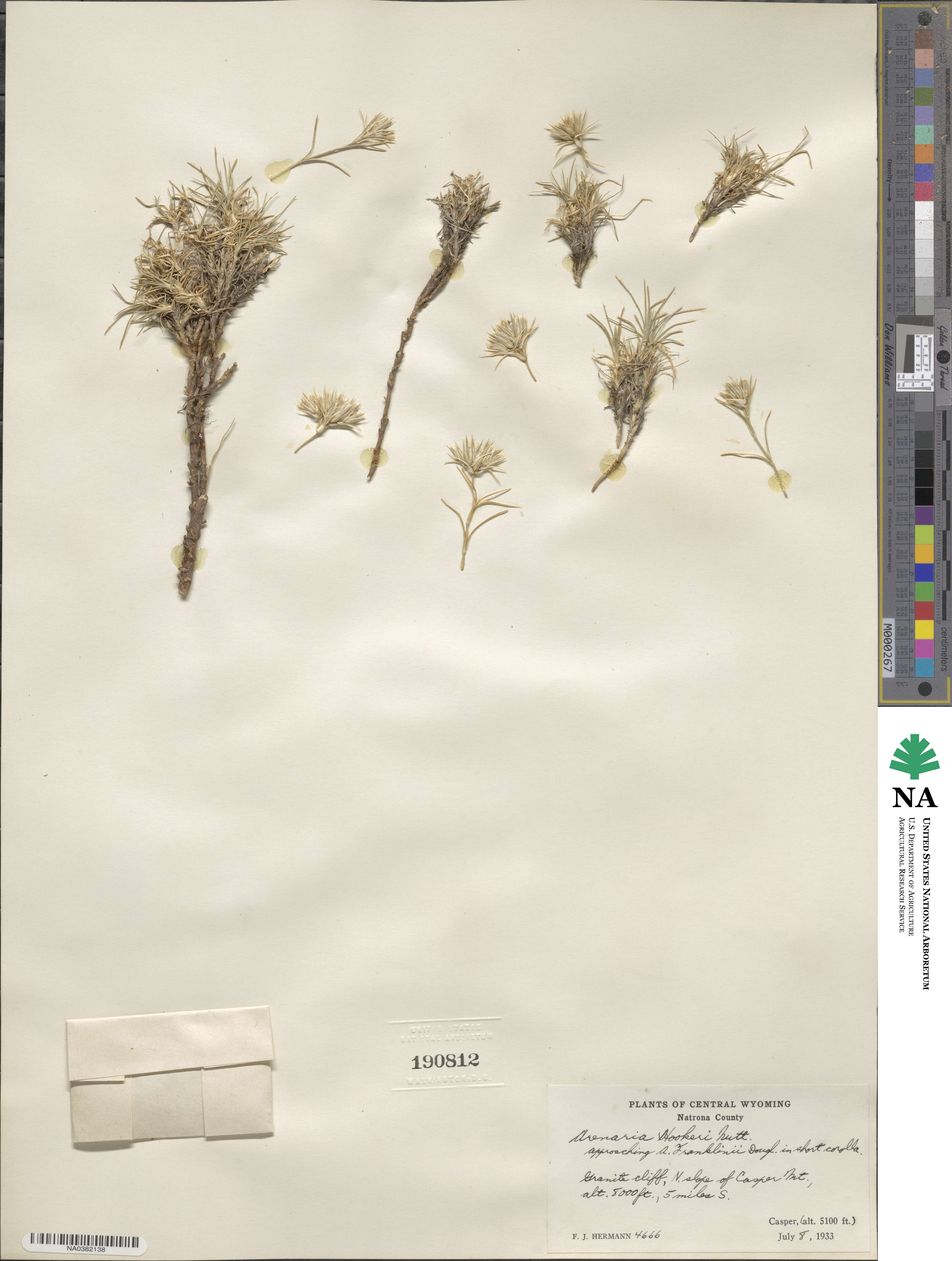 Eremogone hookeri image