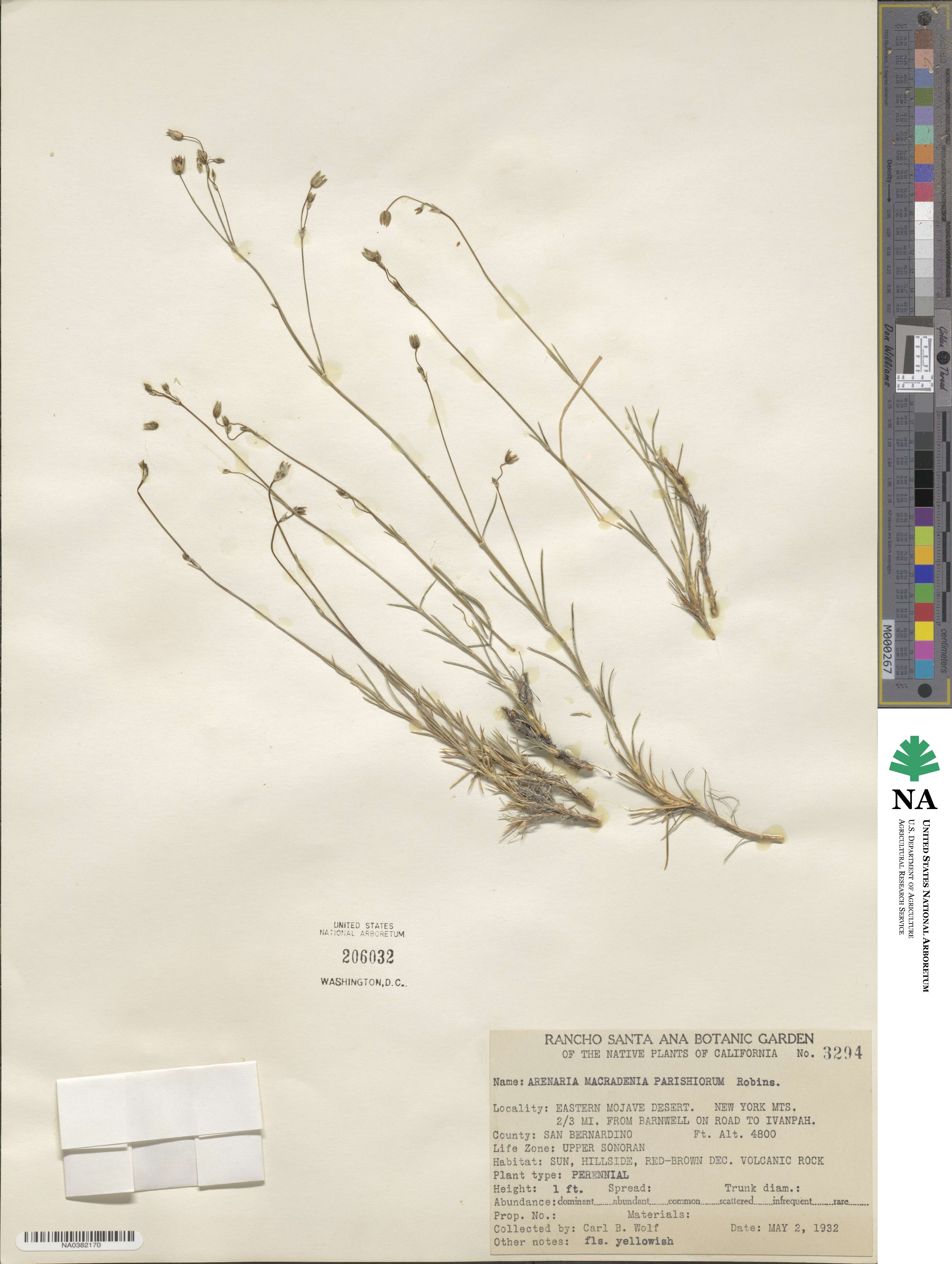 Eremogone macradenia image