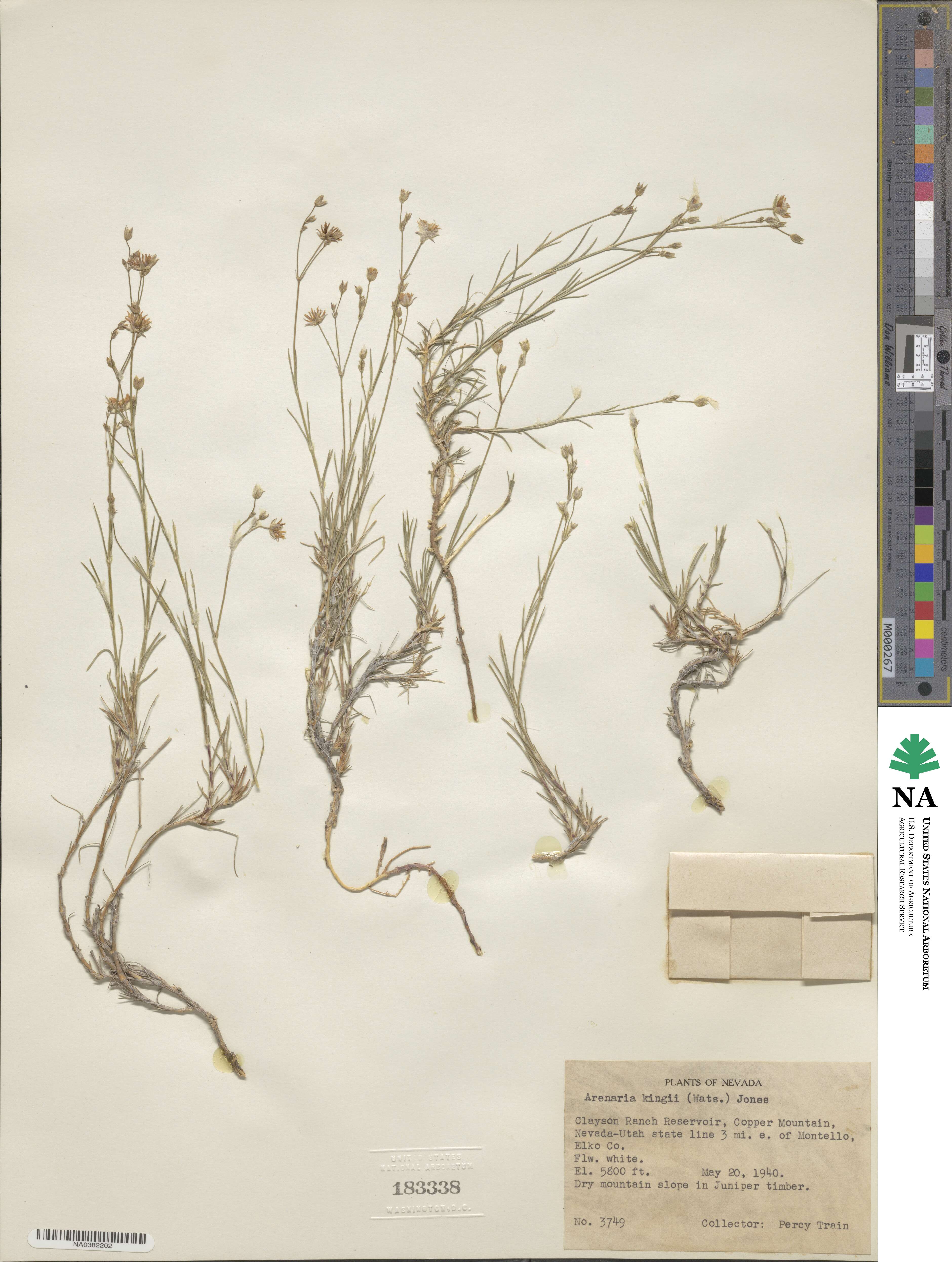 Eremogone kingii image