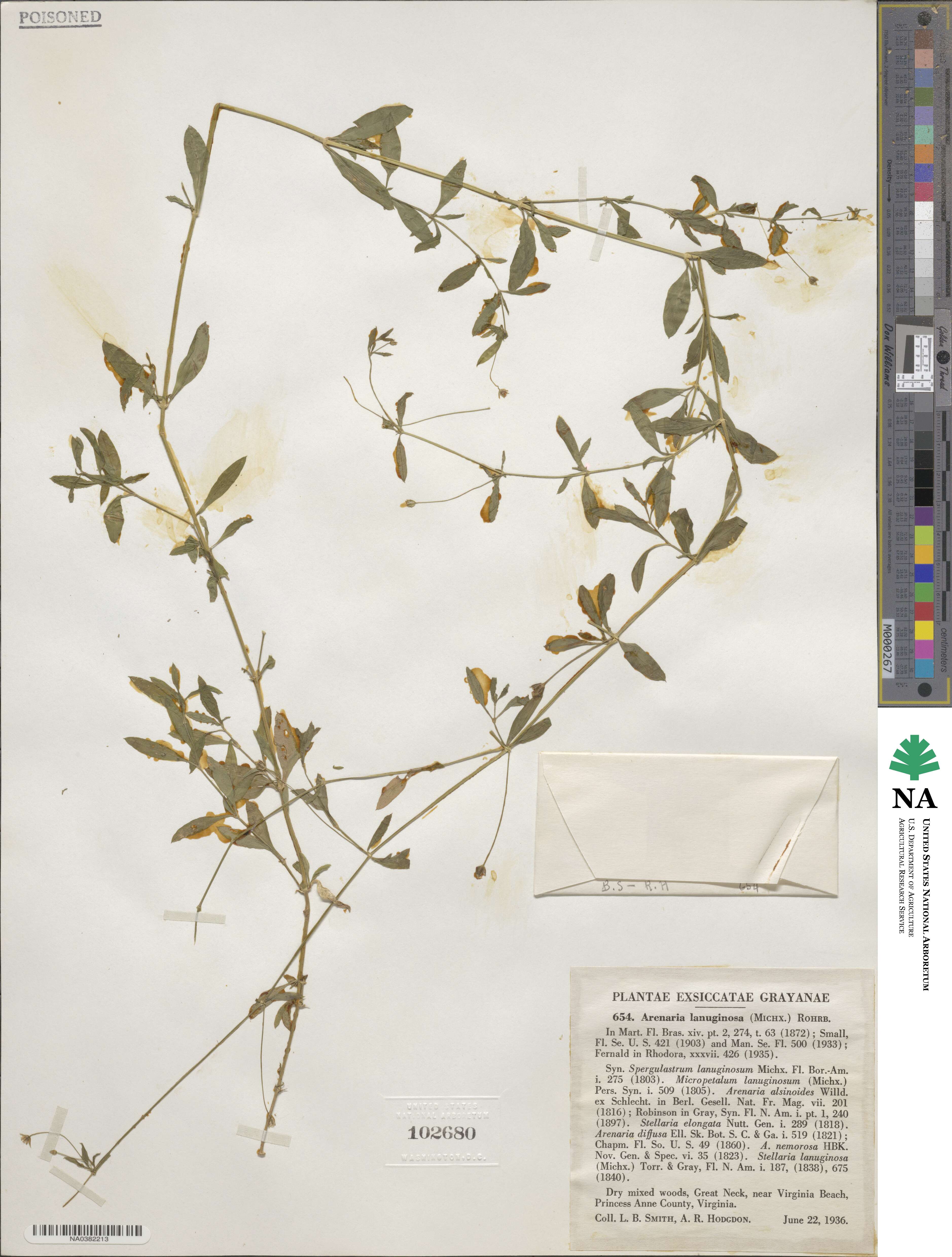 Arenaria lanuginosa image