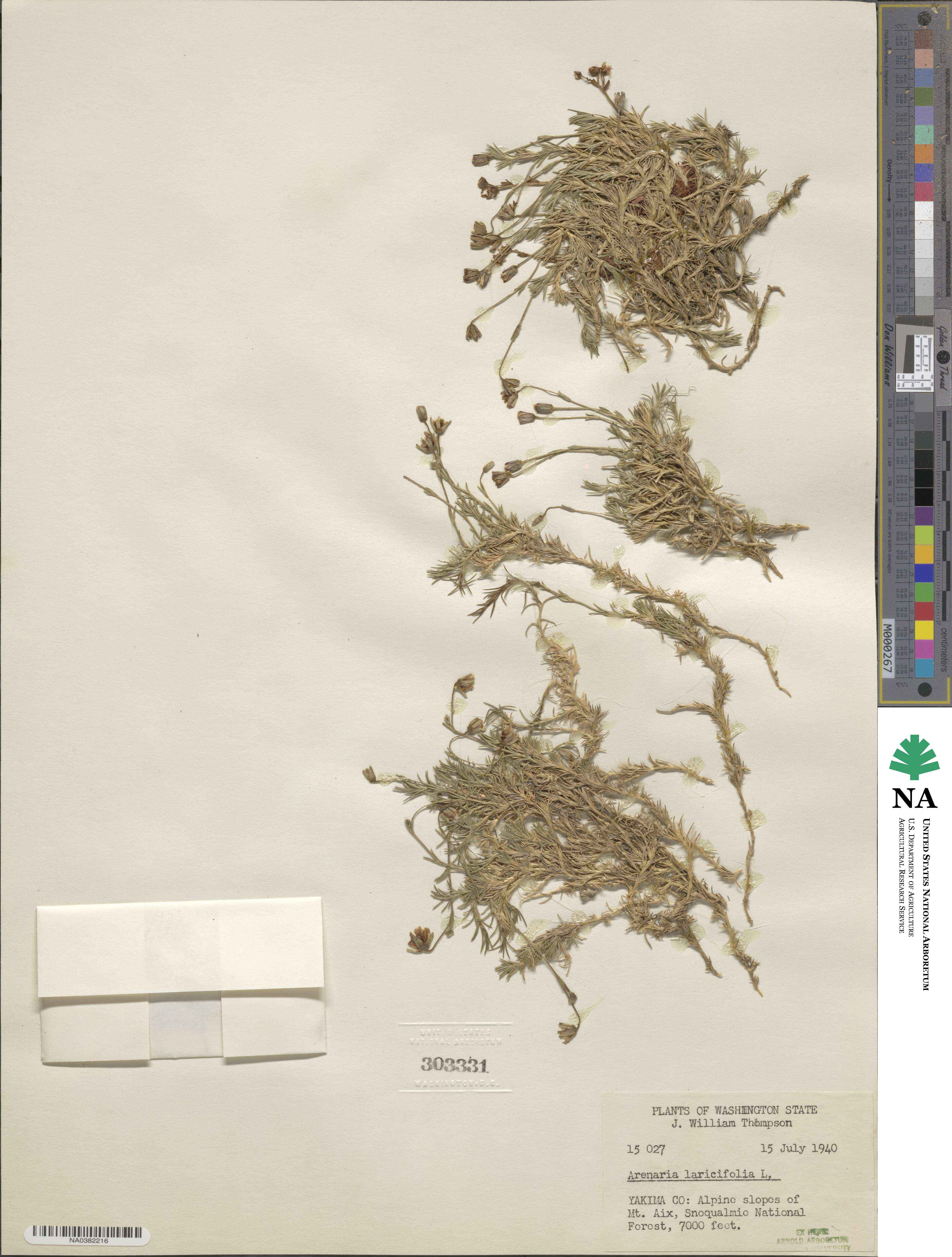 Arenaria laricifolia image