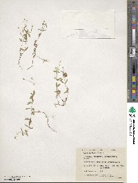 Moehringia lateriflora image