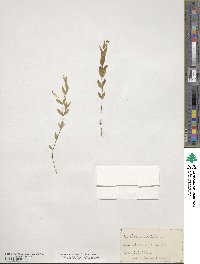 Moehringia lateriflora image