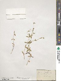 Moehringia lateriflora image