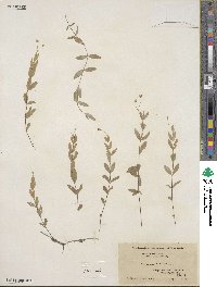 Moehringia lateriflora image