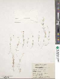 Moehringia lateriflora image