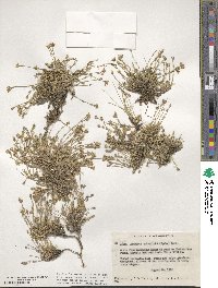 Cherleria obtusiloba image