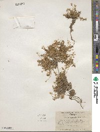 Cherleria obtusiloba image