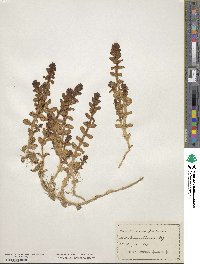 Polycarpon polycarpoides subsp. polycarpoides image