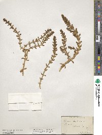 Polycarpon polycarpoides image